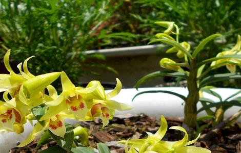 石斛兰的养殖方法和注意事项 石斛兰花怎么养殖