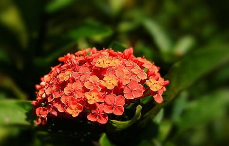 龙船花冬季养殖方法 龙船花冬季养殖方法和技术