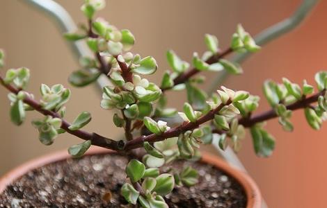 雅乐之舞掉叶子怎么办（为什么雅乐之舞掉叶子）