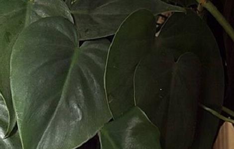 心叶藤的摆放禁忌 心叶藤的摆放禁忌图片