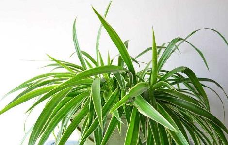 吊兰叶尖干枯什么原因 吊兰叶尖干枯什么原因发黑