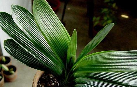 君子兰不长叶子怎么办（君子兰叶子长不出来怎么办）