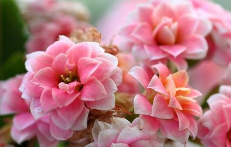 长寿花叶子变软怎么办 长寿花叶子变软怎么办视频