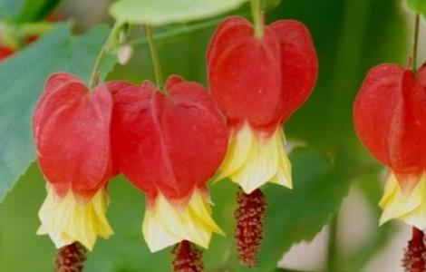 蔓性风铃花的养殖方法 蔓性风铃花的养殖方法和注意事项