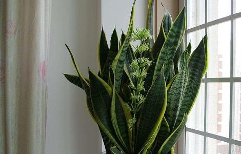 虎皮兰长高秘诀 虎皮兰长高秘诀是什么