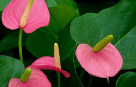 粉掌不开花的原因及解决方法 粉掌不开花的原因及解决方法视频