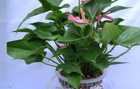 水培粉掌烂根的原因及解决方法 水培粉掌烂根的原因及解决方法图片