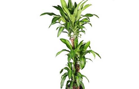 巴西木的养殖方法和注意事项 巴西木的养殖方法水培