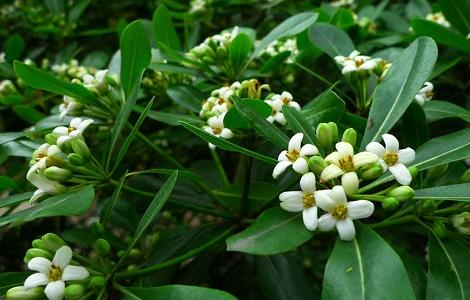 海桐的养殖方法(海桐树的养殖方法)