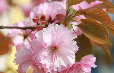 海棠叶子干枯怎么办 海棠花叶子干枯怎么办