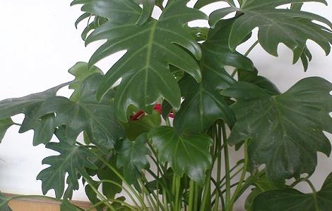 龟背竹如何快速开背(龟背竹怎样快速开背)