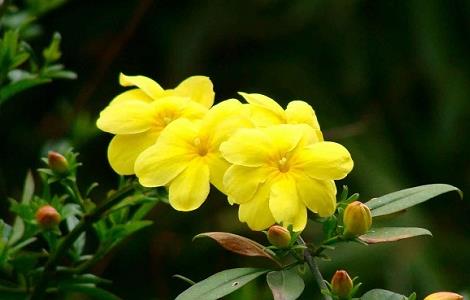 怎样延长迎春花花期 迎春花花期维持多久