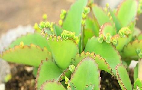 落地生根的养殖方法和注意事项（落地生根的养殖方法和注意事项 盆栽）