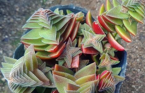 茜之塔的养殖方法（茜之塔怎么繁殖）