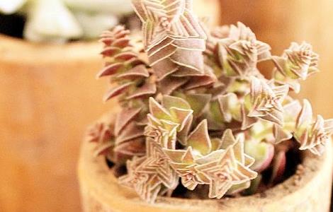 茜之塔徒长怎么办（茜之塔怎么修剪）