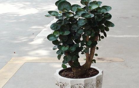 金钱兜掉叶子怎么办（钱兜子掉叶子）