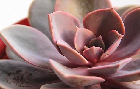 紫珍珠叶子变软怎么办（紫珍珠叶片发软怎么办）