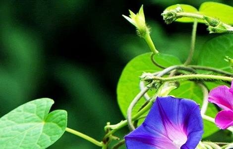 牵牛花的功效和作用（牵牛花的功效和作用图片）