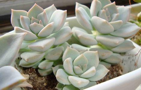 白牡丹多肉怎么养（白牡丹多肉怎么养出状态）