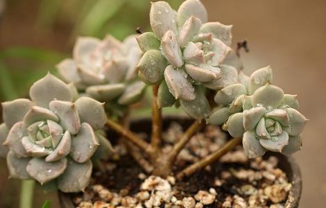 白牡丹徒长了怎么办 白牡丹掉叶子