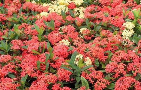 龙船花修剪方法（龙船花修剪方法视频）