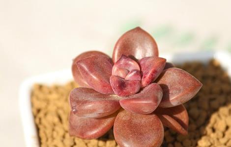 最容易养的多肉植物 最容易养的多肉植物排行榜