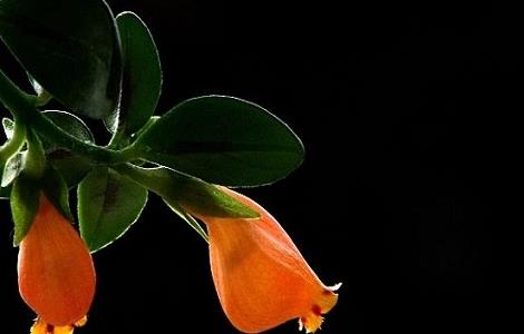 金鱼吊兰的作用 金鱼吊兰有什么好处