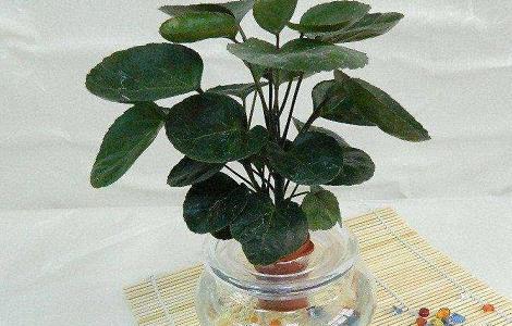 金钱兜叶子发黄怎么办 金钱兜叶边发黄