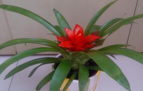 鸿运当头叶子发黑怎么办（鸿运当头黑叶怎么回事）