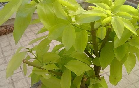 平安树冬天怎么养(平安树冬天怎么养才能安全过冬?)