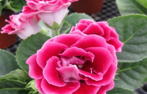 大岩桐花怎么开爆盆（大岩桐花怎么开爆盆）