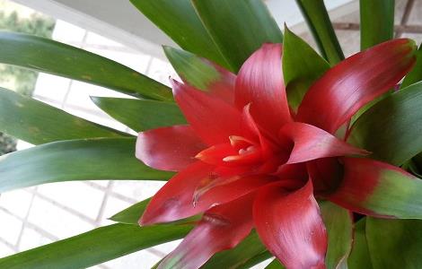 鸿运当头叶子枯了怎么办 鸿运当头为什么叶子都枯了