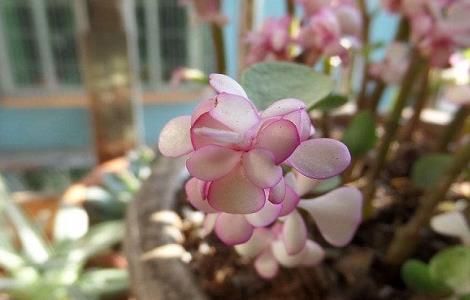 雅乐之舞叶子发皱怎么回事（雅乐之舞老叶子发皱长新叶子）