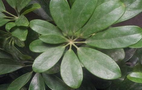 鸭掌木的养殖方法和注意事项(鸭掌木的养殖方法和注意事项及病虫害防治)