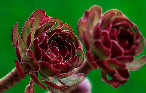 黑法师掉叶子怎么办(黑法师干枯掉叶子该怎么补救)