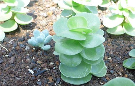 金钱木叶子发黑怎么办（金钱木叶子发黑发软怎么办）