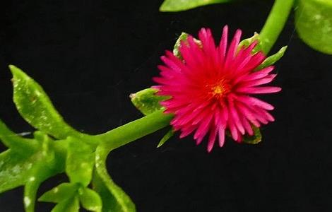 田七和牡丹吊兰的区别 田七和牡丹吊兰的区别是什么