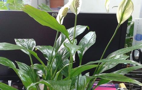 白掌怎么分株（白掌怎么分株换盆）