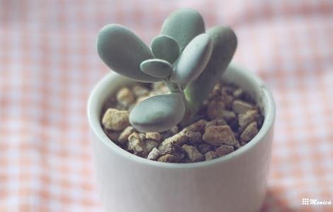 乒乓福娘的养殖方法（乒乓福娘的养殖方法和浇水）