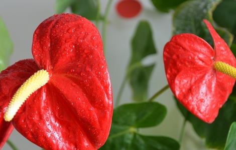 红掌掉叶子怎么办 红掌叶子脱落怎么办