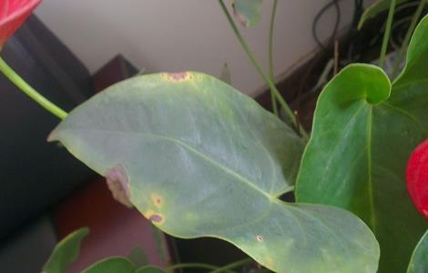 红掌怎么修剪 家里为什么不能养红掌的寓意