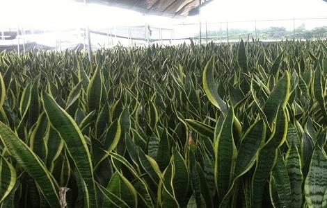 金边虎皮兰的养殖方法和注意事项（金边虎皮兰的风水作用）