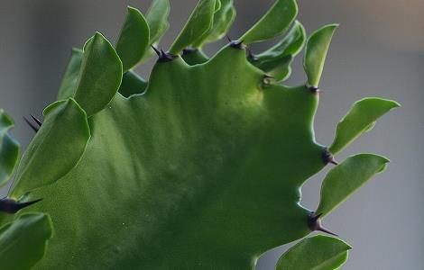 龙骨花的风水作用（龙骨花的养殖方法）