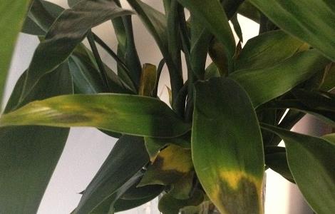 富贵竹叶子蔫了怎么办 水培富贵竹叶子蔫了怎么办