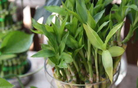 水培富贵竹的养殖方法（水培富贵竹的养殖方法和注意事项有哪些）