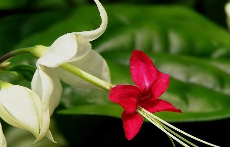 龙吐珠为什么不开花（龙吐珠为什么不开花,只长叶）