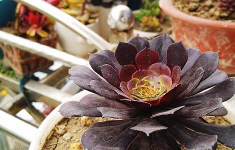 黑法师开花怎么处理（黑法师开花怎么处理的）