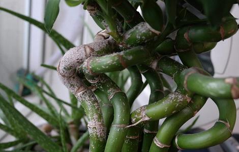 富贵竹根发黑怎么办（富贵竹根发黑怎么回事）