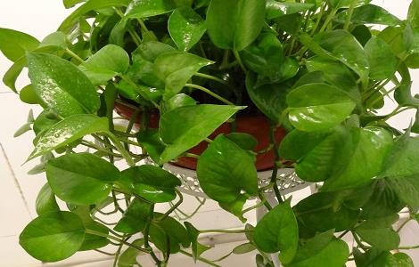 水培绿萝怎样快速生根（水培绿萝怎么长根）