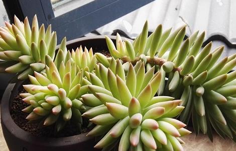 千佛手掉叶子怎么办（千佛手烂根掉叶怎么办）